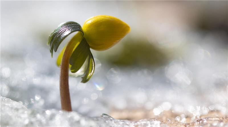 Wenn es wieder wärmer wird, erwacht die Natur.