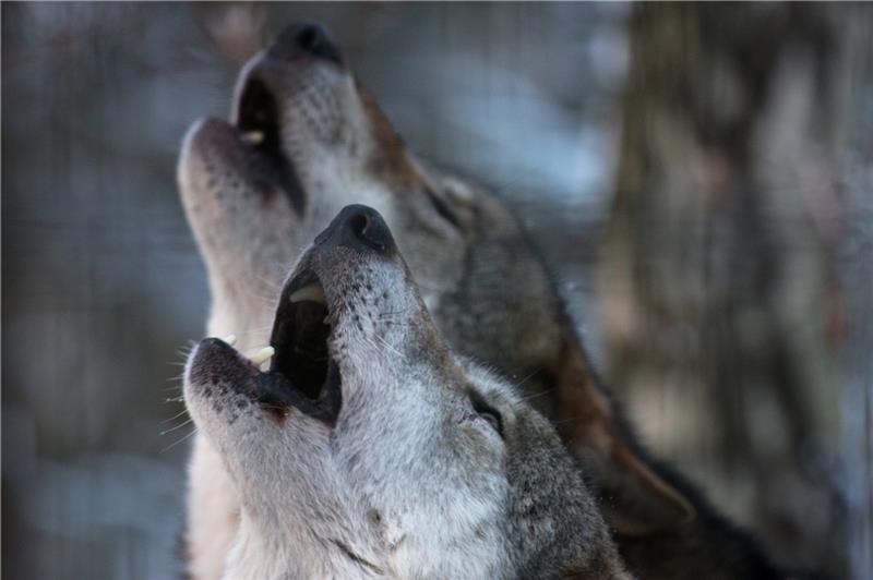Wenn nachts die Wölfe im Wildpark heulen und die Bäume geheimnisvolle Schatten werfen, können Besucher bei einem Rundgang den zahlreichen Tierstimmen lauschen. Foto: Wildpark