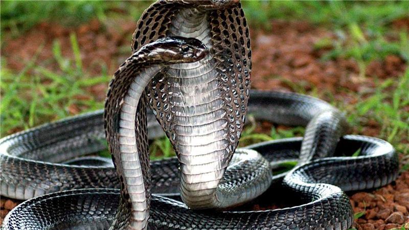 Wenn sich Königskobras bedroht fühlen, richten sie sich auf und spreizen die Haut. (Archivbild)