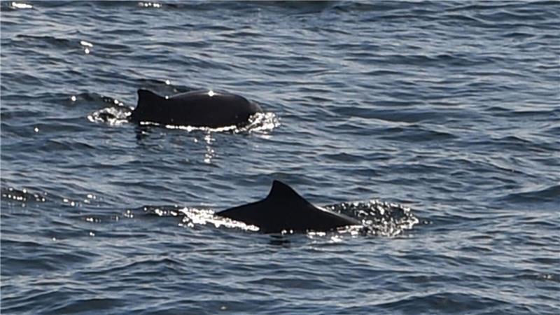 Wer Schweinswale beobachten will, braucht Geduld und Glück. (Archivbild)