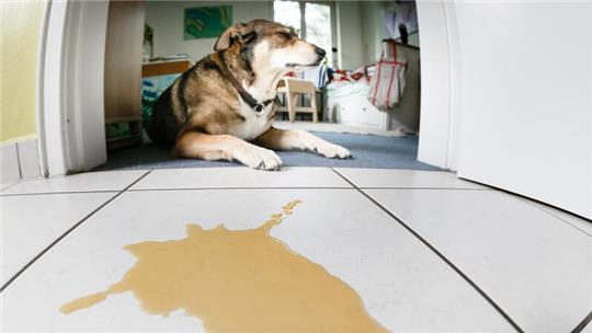 Wer Verhaltensveränderungen bei seinem feststellt, sollte einen Tierarzt oder eine Tierärztin aufsuchen und die Ursachen abklären lassen.