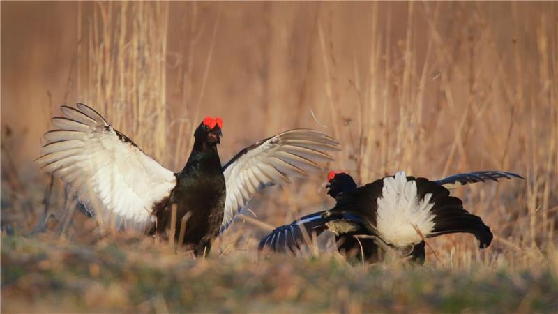 Natur im Fokus - Wenn Fotos Tiere stören Wer balzende Birkhühner fotografieren will, braucht das entsprechende Wissen und eine gute Ausrüstung. (Archivbild)