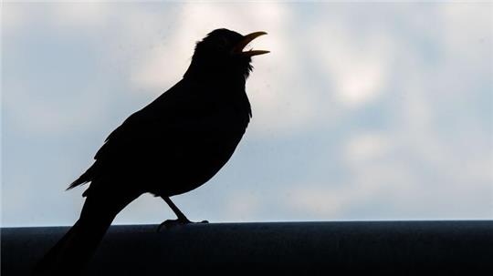 Wer bei der „Stunde der Gartenvögel“ mitmachen möchte, beobachtet eine Stunde lang die Vögel im Garten, am Balkon, vor dem Fenster oder im Park.