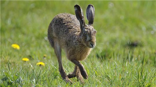 Wer beim Osterspaziergang Hasen beobachten möchte, hat dazu in Nordkehdingen beste Chancen. Spaziergänger sollten auf den Wegen bleiben: Die Mümmelmänner sind scheu und sorgen sich um ihre Jungen, die sie in Bodenkuhlen (Sassen) verstecken.