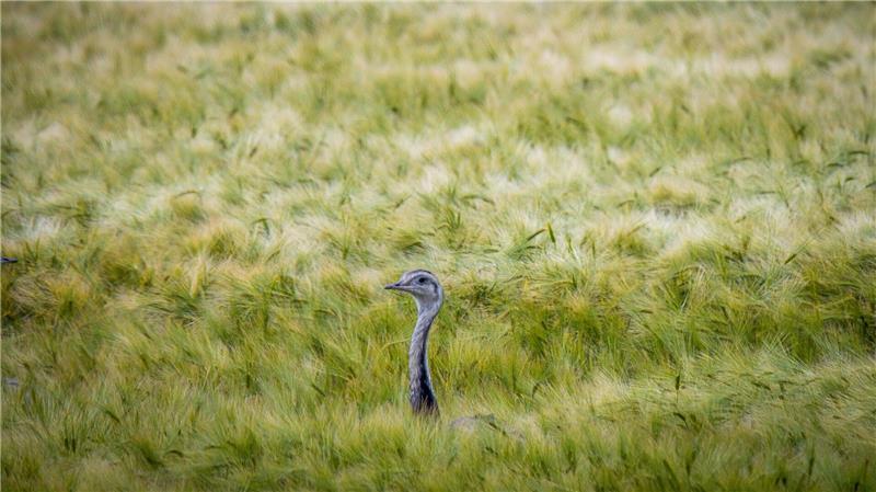 Wer das Tier sieht, soll sich ihm nicht nähern. (Symbolbild)