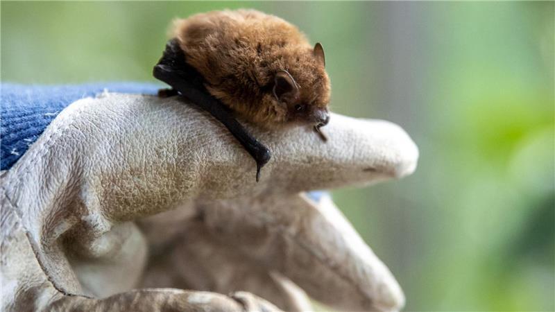 Wildtiere retten – moralische Pflicht oder schädlich? Wer eine Fledermaus findet und bergen will, sollte stets Handschuhe tragen.