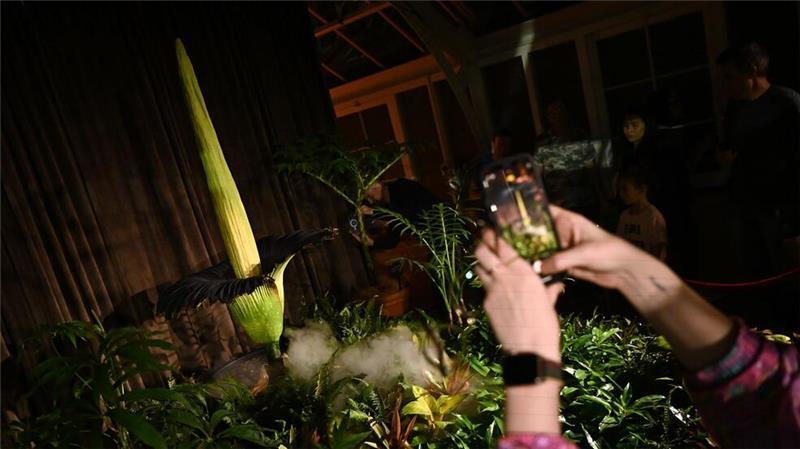 Fans feiern „Putricia“: Seltene Stinke-Blume in Sydney blüht Wer es nicht in das Gewächshaus schaffte, konnte die Blüte im Livestream verfolgen.