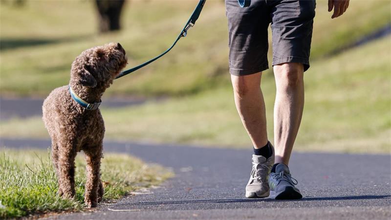 Wer in Bremen einen Hund bekommt, muss künftig eine Prüfung absolvieren.