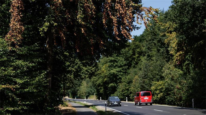 Was die anhaltende Trockenheit mit den Bäumen macht Wer in diesen Wochen draußen unterwegs ist, wähnt sich vielerorts bereits im Herbst.