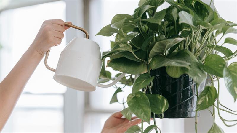 Ab in den Urlaub! Wie bewässere ich Balkon und Garten nun? Wer keine Nachbarn hat, die sich um die Pflanzen kümmern, muss anderweitig für die Bewässerung sorgen.