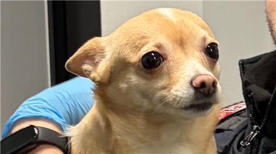 Wer kennt diesen Hund, fragt die Hamburger Bundespolizei.