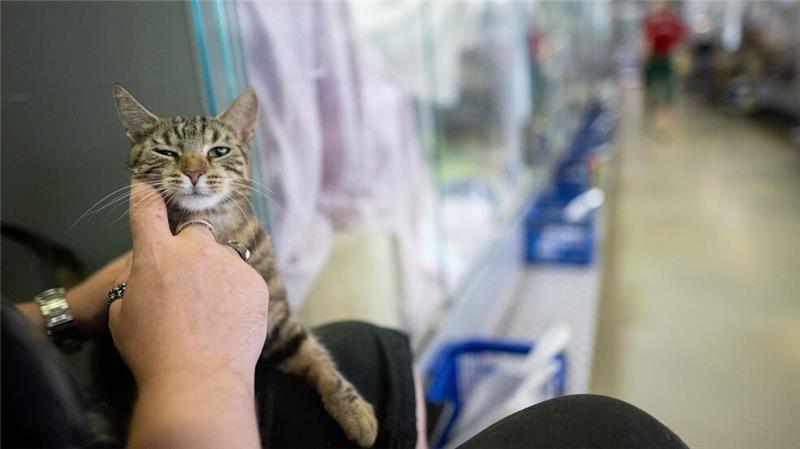 Tierschützer warnen: Ohne Geld keine Zukunft für Heime Wer knapp bei Kasse ist, kann sich ehrenamtlich im Tierschutz engagieren. (Archivbild)