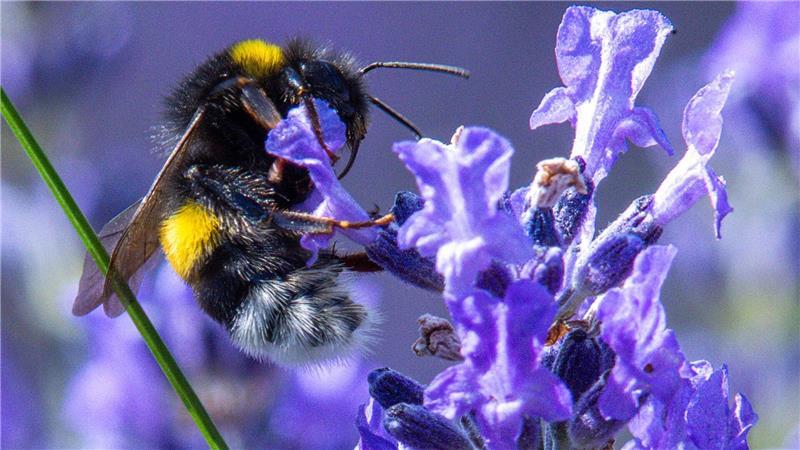 Wer mitmachen will, kann wieder Hummel-Bilder in einer App hochladen. (Symbolbild) 