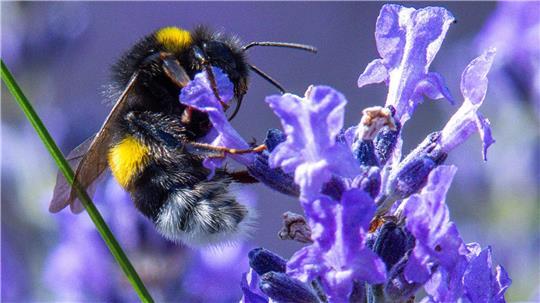 Wer mitmachen will, kann wieder Hummel-Bilder in einer App hochladen. (Symbolbild) 