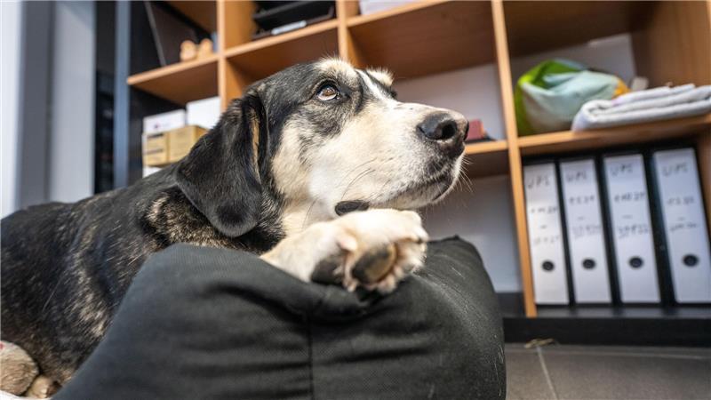Hund im Betrieb: Wann der Arbeitgeber mitreden darf Wer seinen Hund mit zur Arbeit bringen möchte, braucht eine ausdrückliche Genehmigung des Arbeitgebers.