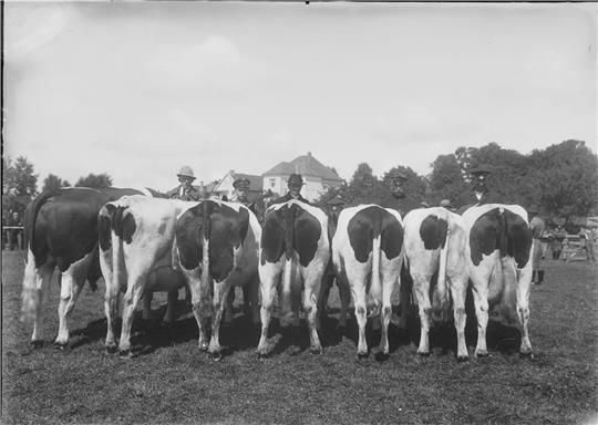 Wer weiß, bei welcher Landwirtschaftsausstellung die prächtigen Hinteransichten dieser sieben Kühe präsentiert wurden? Und wer sind die stolzen Besitzer? Fotos: Pickenpack/Stader Stadtarchiv
