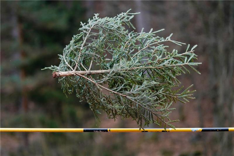Weihnachtsrekorde: Von riesigen Bäumen und winzigen Karten Wer wirft den Weihnachtsbaum am höchsten und am weitesten? Diese Frage wird alljährlich im rheinland-pfälzischen Weidenthal beantwortet. Foto: Uwe Anspach/dpa