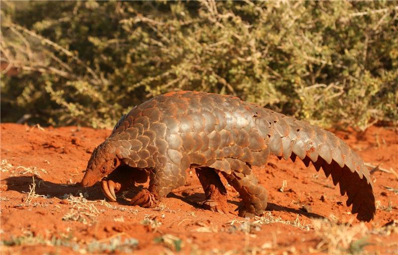 Werden auch «Artischocken mit Schwanz» genannt: Ein Pangolin im Tswalu Naturreservat in Südafrikas Kalahari-Halbwüste.