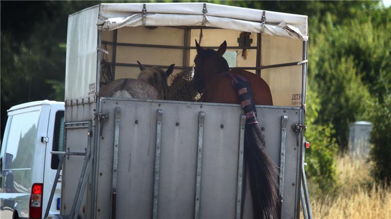Werkzeuge und Sättel haben Diebe aus einem Pferdeanhänger und mehreren Citroën Jumper gestohlen. (Symbolbild)
