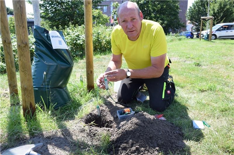 Werner Meincke versorgt einen jungen Rotahorn am Kommandantendeich mit dem Sensor, der misst, wie viel Kraft der Baum aufwenden muss, um an Wasser zu gelangen. Foto: Strüning