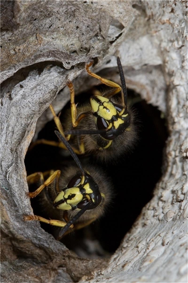 Wespen sind wieder unterwegs: Warum es für Panik keinen Grund gibt Wespen in ihrem Nest. Foto: Brigitte Umkehr