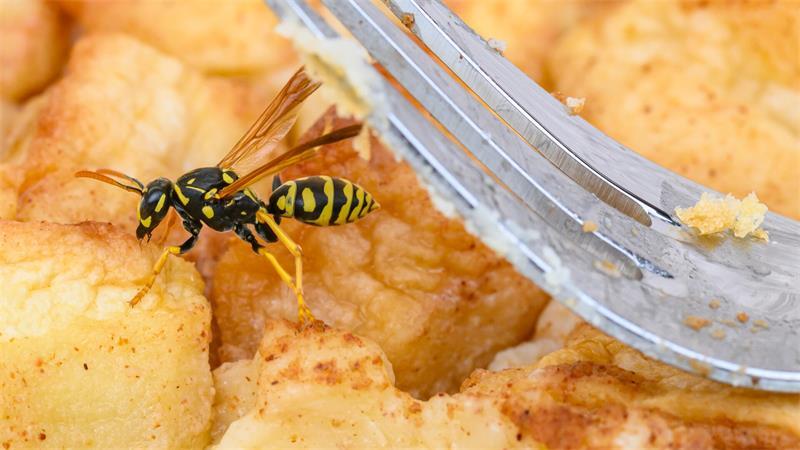 Insektengiftallergie: Buxtehuder Arzt beantwortet die wichtigsten Fragen Wespen sind der häufigste Auslöser der Insektengiftallergie. Sie ernähren sich auch von zuckerhaltigen Stoffen und süßen Lebensmitteln - und kommen deshalb dem Menschen in die Quere.