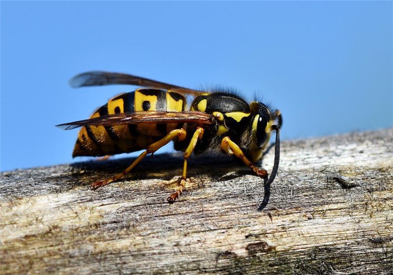 Wespen und Hornissen sind von Natur aus nicht aggressiv, sondern stechen nur, wenn sie sich bedroht fühlen. Foto: Pixabay