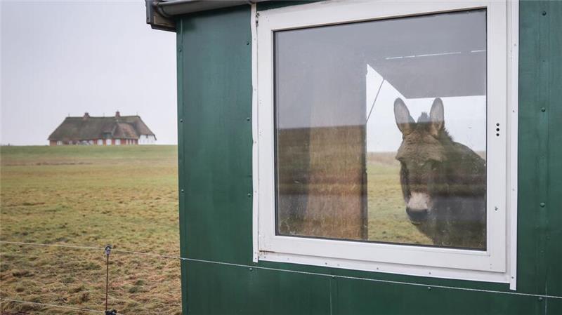 Wetter im Norden: Ein Esel steht bei Nieselregen und eisigem Wind in seinem Unterstand