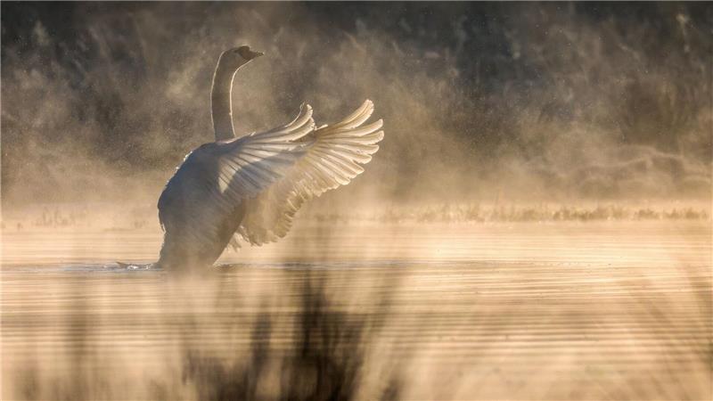 Wetter in Baden-Württemberg: Ein Schwan breitet im Gegenlicht der Sonne seine Flügel aus, während Morgennebel aus einem Biotop steigt.