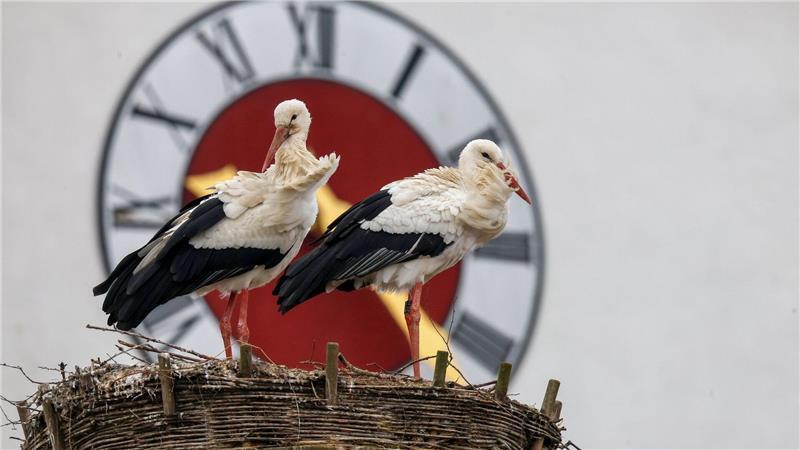Wetter in Baden-Württemberg: Störche sitzen auf ihrem Nest, während im Hintergrund die Kirchturmuhr der Kirche St. Georg zu sehen ist.
