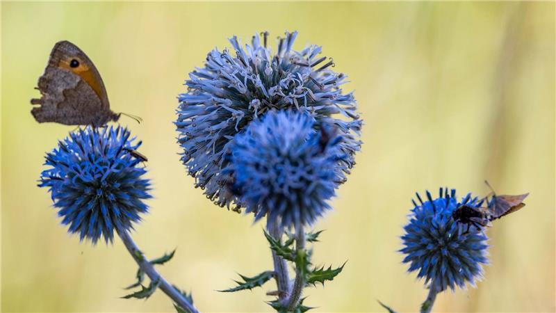 Wetter in Sachsen-Anhalt: Schmetterlinge sitzen auf den Fruchtständen einer Drüsenblättrigen Kugeldistel.