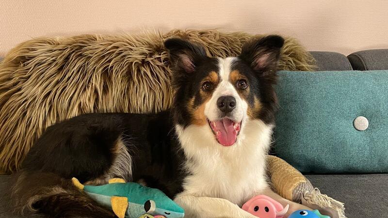 Whisky ist ein absolute Supermerker, Gifted Word Learner (GWL).
