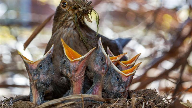 Wichtig für Singvögel sind naturnahe, insektenfreundliche Gärten. (Archivbild)