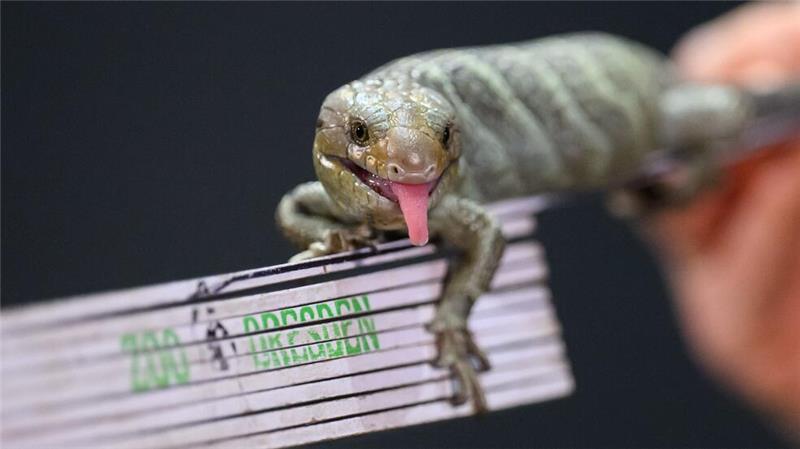 Wickelschwanzskink posiert bei Zoo-Jahresinventur auf dem Zollstock