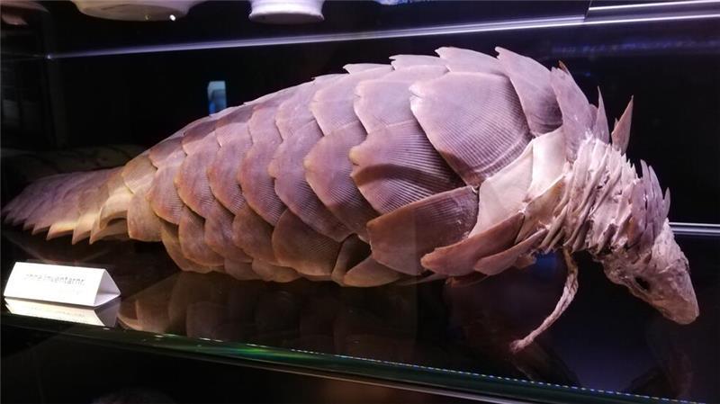 Wie dieses Schuppentier aus Afrika im Fundus des Heimatmuseums gelandet ist, bleibt rätselhaft.