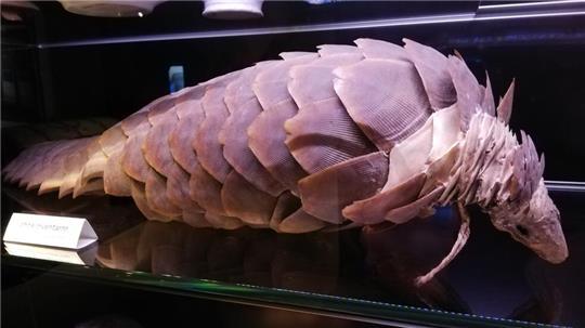 Wie dieses Schuppentier aus Afrika im Fundus des Heimatmuseums gelandet ist, bleibt rätselhaft.