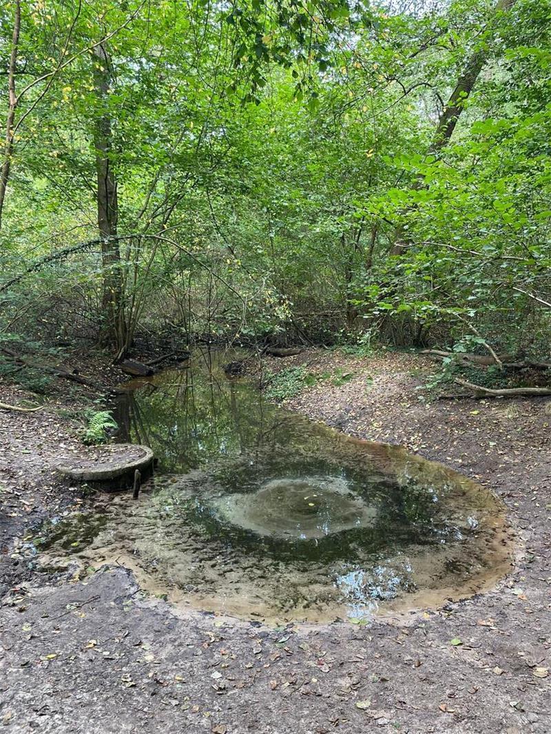Die Magie des Wassers: Rituale und mystische Quellen in der Region Wie ein Auge im Wald: Estequelle bei Bötersheim.
