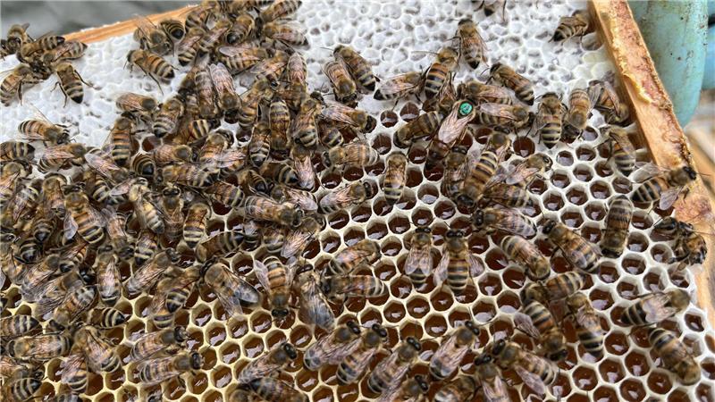 Bei diesem Ahlerstedter dürfen Königinnen alt werden - und machten ihn gesund Wie ein Wimmelbild: Die Königin ist an dem grünen Punkt zu erkennen.