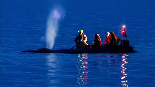 Wie es für den Wal weitergeht, sollen Experten entscheiden.