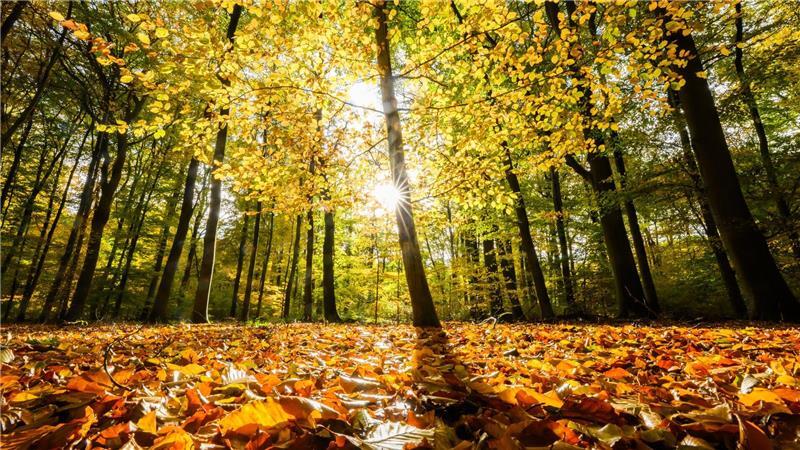 Wie gesund ist der Wald in Niedersachsen? Der Waldzustandsbericht zeigt ein durchwachsenes Bild.
