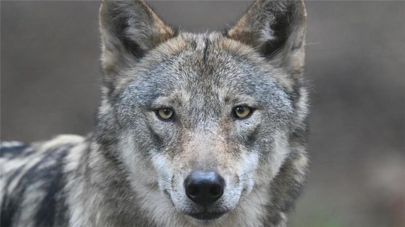 Wie kein anderes Tier ist der Wolf eine Projektionsfläche für menschliche Ängste einerseits, für die Sehnsucht nach der Natur andererseits.
