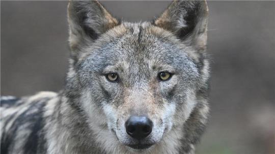 Wie kein anderes Tier ist der Wolf eine Projektionsfläche für menschliche Ängste einerseits, für die Sehnsucht nach der Natur andererseits.