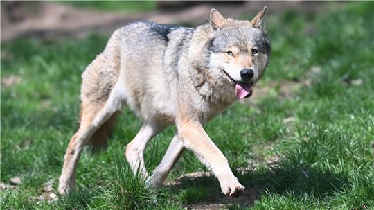 Wieder hat es einen Wolfsriss im Kreis Cuxhaven gegeben.