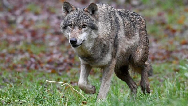 Landwirte in Sorge: Wolf reißt Kalb im Kreis Cuxhaven Wieder ist der Wolf unterwegs: Jetzt hat er ein Kalb auf einer etwa 15 Hektar großen Fläche auf dem Außendeich bei Cuxhaven-Arensch gerissen.