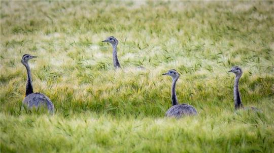 Wild lebende Nandus laufen bei der Futtersuche durch ein Roggenfeld in Mecklenburg-Vorpommern.