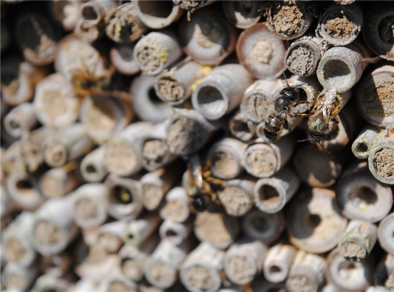 Wildbienen bevölkern dieses Insektenhotel. Foto Vasel
