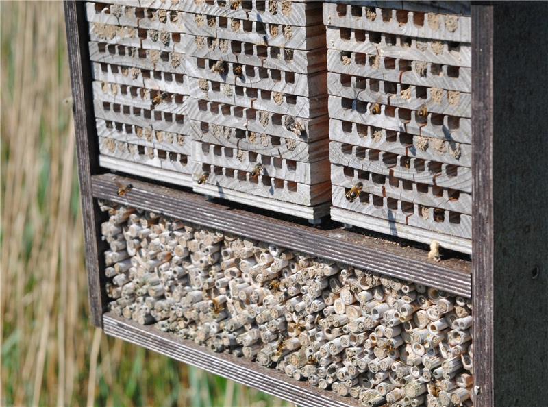 Wildbienen bevölkern dieses Insektenhotel. Foto Vasel