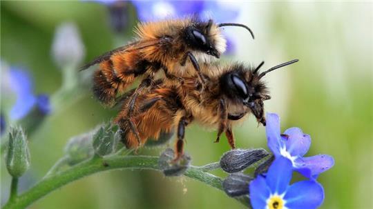 Wildbienen wie die Gehörnte Mauerbiene lieben naturnahe Gärten.
