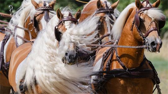 Wilde Mähne: Pferde bei der Schau zum Jubiläum des Haflinger-Gestüts Meura in Thüringen.