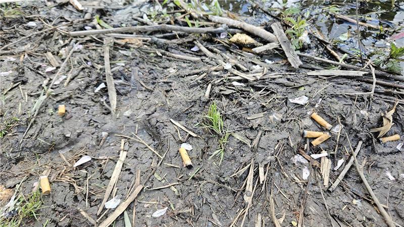 Hier sperrt der Deichverband illegale Angler aus Wildmüll: Zigarettenkippen am Ufer.